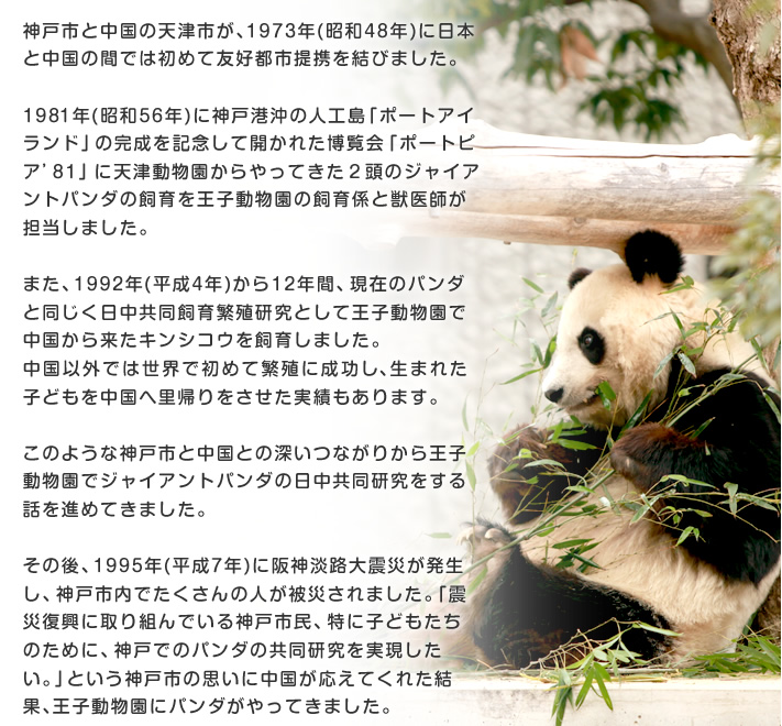 神戸市と中国の天津市が、1973年(昭和48年)に日本と中国の間では初めて友好都市提携を結びました。
1981年(昭和56年)に神戸港沖の人工島「ポートアイランド」の完成を記念して開かれた博覧会「ポートピア’81」に天津動物園からやってきた２頭のジャイアントパンダの飼育を王子動物園の飼育係と獣医師が担当しました。
また、1992年(平成4年)から12年間、現在のパンダと同じく日中共同飼育繁殖研究として王子動物園で中国から来たキンシコウを飼育しました。
中国以外では世界で初めて繁殖に成功し、生まれた子どもを中国へ里帰りをさせた実績もあります。
このような神戸市と中国との深いつながりから王子動物園でジャイアントパンダの日中共同研究をする話を進めてきました。
その後、1995年(平成7年)に阪神淡路大震災が発生し、神戸市内でたくさんの人が被災されました。「震災復興に取り組んでいる神戸市民、特に子どもたちのために、神戸でのパンダの共同研究を実現したい。」という神戸市の思いに中国が応えてくれた結果、王子動物園にパンダがやってきました。