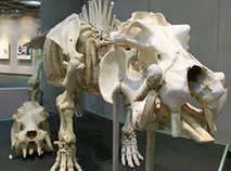 動物の骨格標本