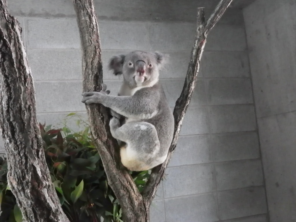 スタッフblog 神戸市立王子動物園