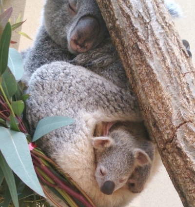 スタッフblog 神戸市立王子動物園