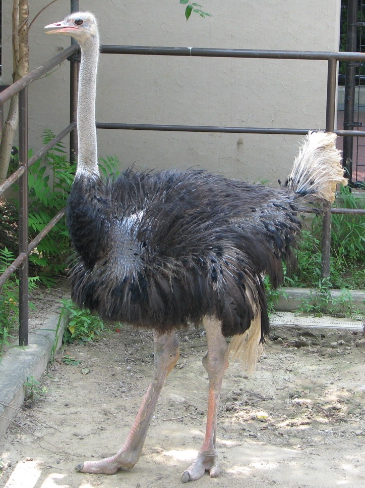 お宝 発見 ダチョウの目玉 神戸市立王子動物園 公式