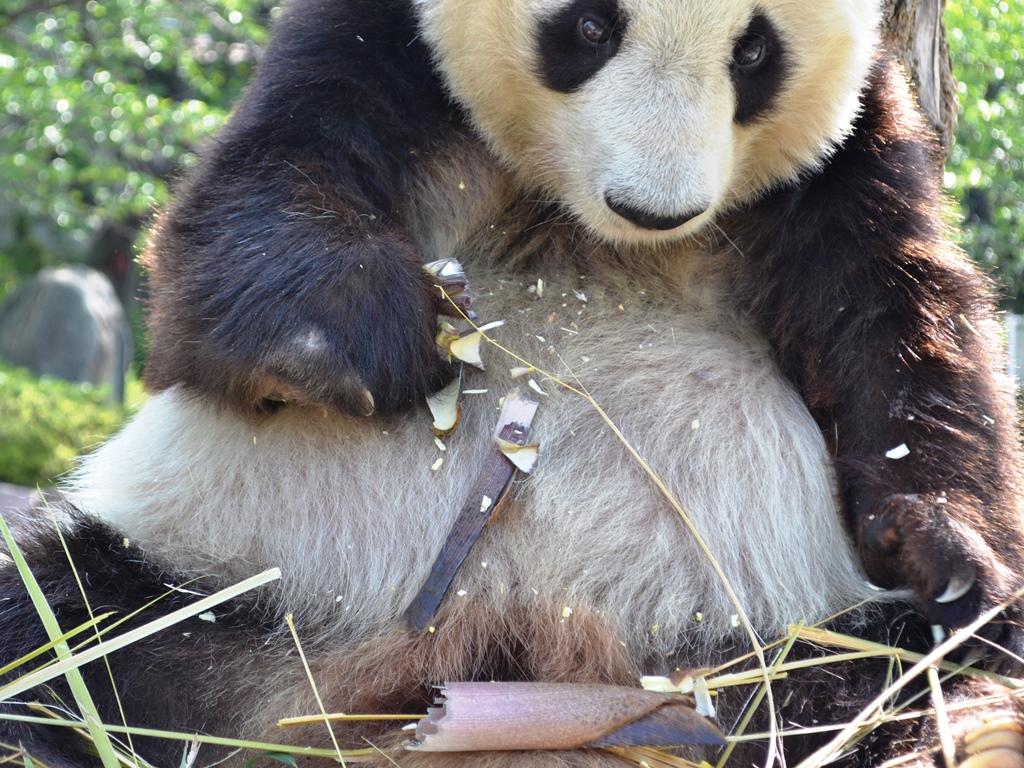 ジャイアントパンダの旦旦に筍のプレゼント 神戸市立王子動物園 公式