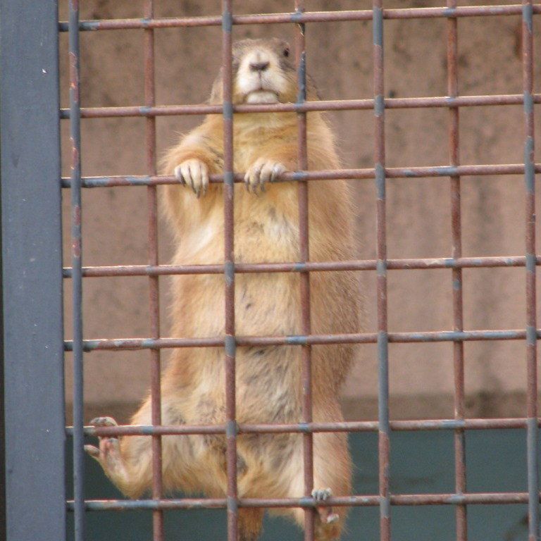 お宝 発見 プレーリードッグ 仲間作り 神戸市立王子動物園 公式