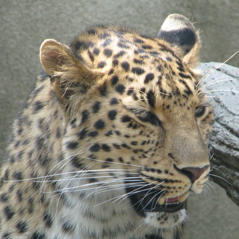 スタッフblog 神戸市立王子動物園