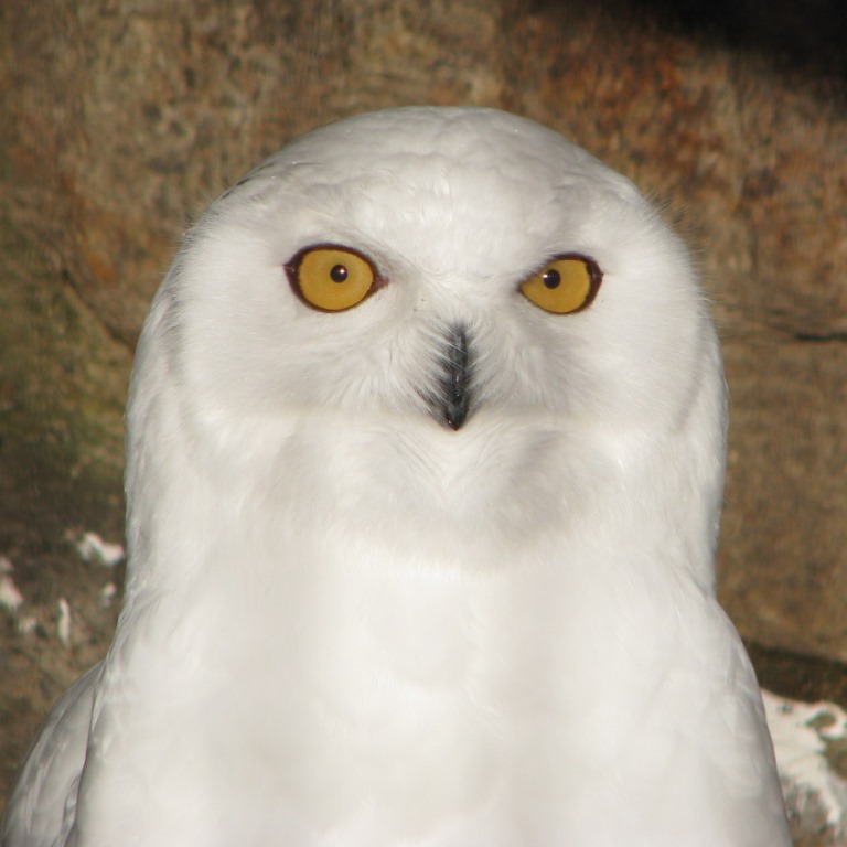 動物いろいろ 白い動物たち 神戸市立王子動物園 公式