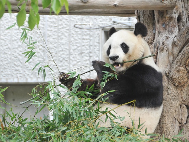 ジャイアントパンダ タンタン が中国に帰ります 神戸市立王子動物園 公式