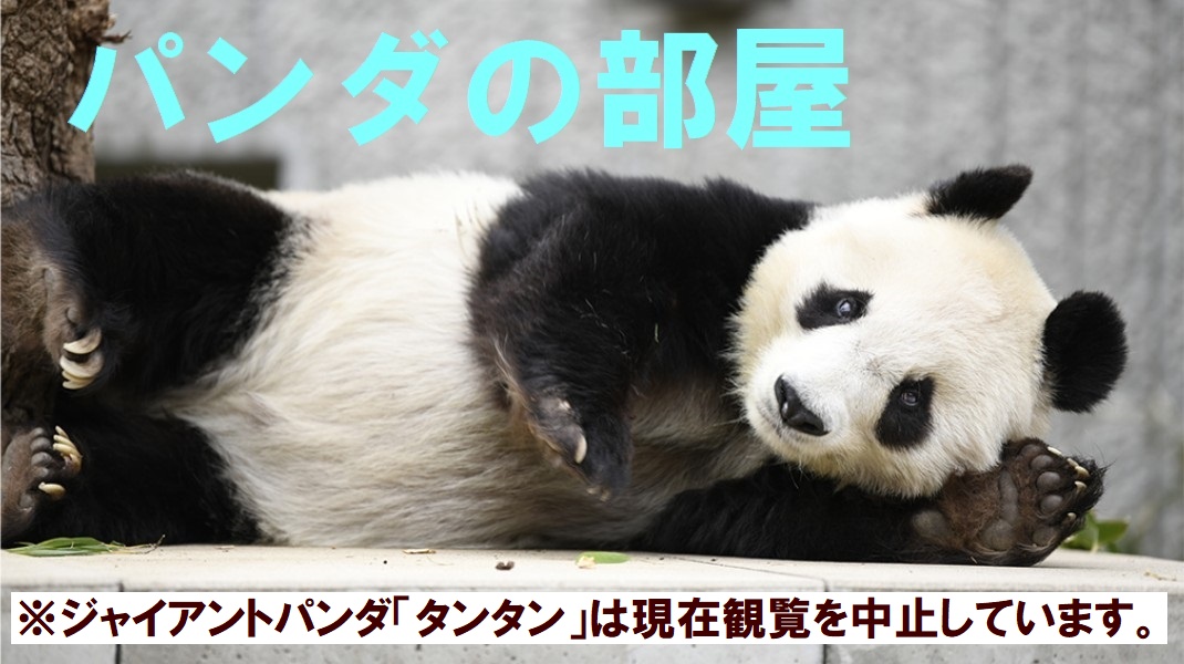 パンダの部屋｜神戸市立王子動物園【公式】